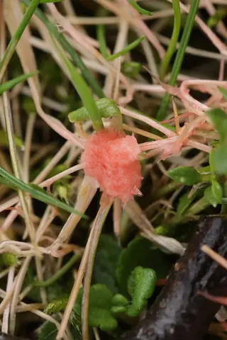 Red Thread — photo 3
