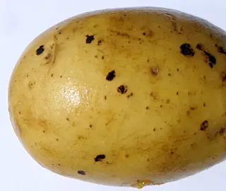 Rhizoctonia Rot — photo 3