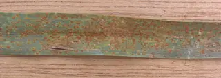 Rust — photo 2