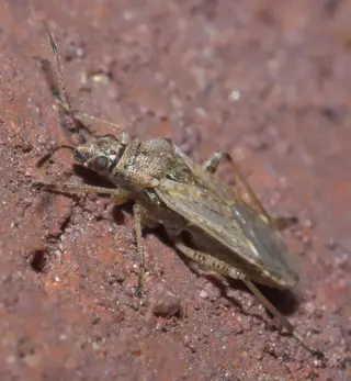 Rutherglen Bug — photo 1