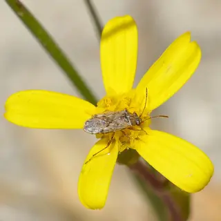 Rutherglen Bug — photo 2