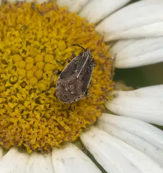 Rutherglen Bug — photo 3