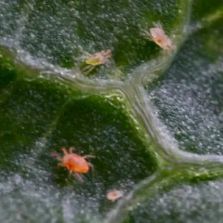 Spider Mite — photo 1