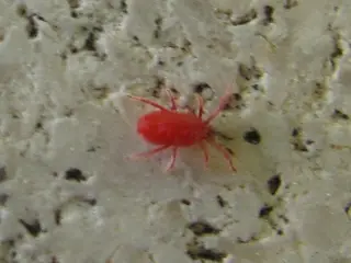 Spider Mite — photo 3