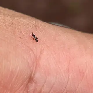 Thrips — photo 3