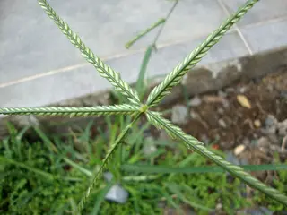 Crowsfoot Grass — photo 1