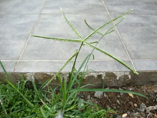Crowsfoot Grass — photo 2