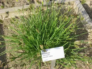 Crowsfoot Grass — photo 3