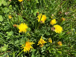 Dandelion — photo 1