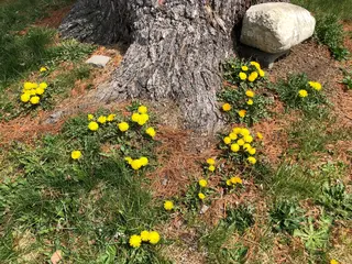 Dandelion — photo 2