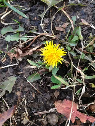 Dandelion — photo 3
