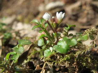 Flickweed — photo 1