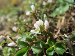 Flickweed — photo 2