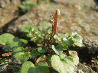 Flickweed — photo 3