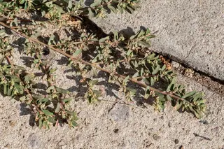 Spurge — photo 2