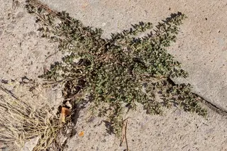 Spurge — photo 3