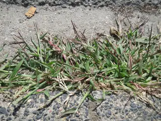 Summer Grass — photo 1
