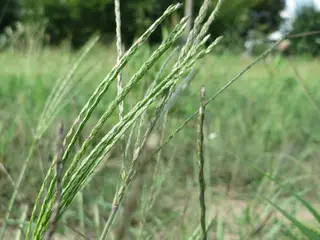 Summer Grass — photo 3