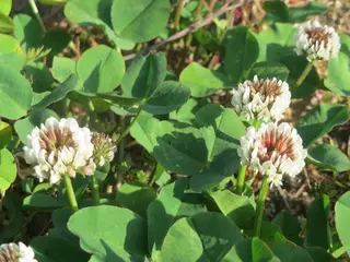White Clover — photo 1