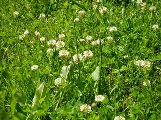 White Clover — photo 2
