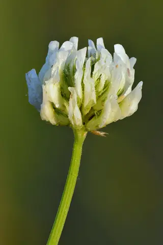 White Clover — photo 3