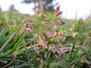 Winter Grass — photo 2