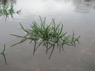 Winter Grass — photo 3