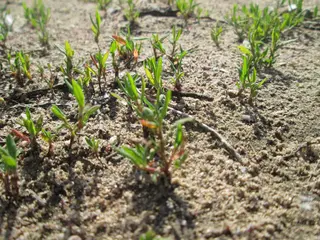 Wireweed — photo 1