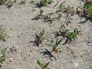 Wireweed — photo 2
