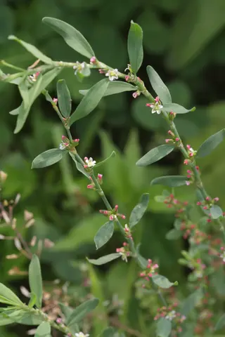 Wireweed — photo 3