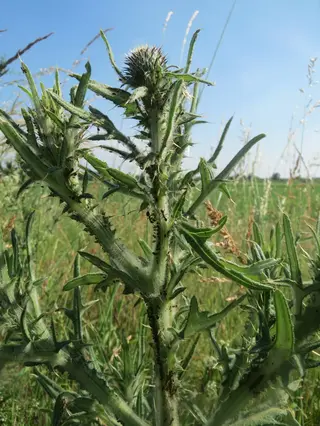 Thistles — photo 1