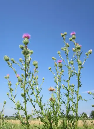 Thistles — photo 3