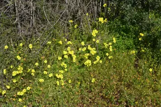 Soursob — photo 2