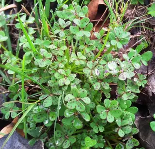 Soursob — photo 3