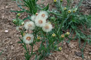 Fleabane — photo 1