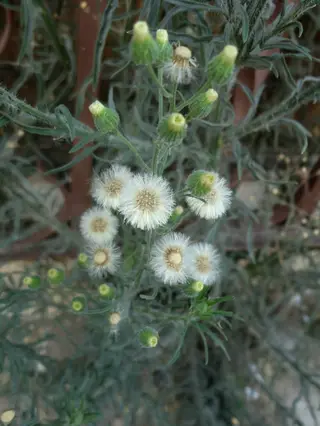 Fleabane — photo 2