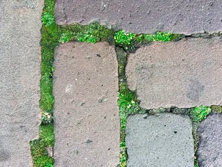 Moss — photo 1