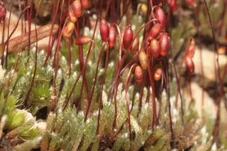 Moss — photo 2