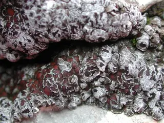 Lichen — photo 1
