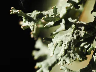 Lichen — photo 2