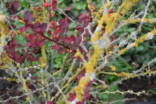 Lichen — photo 3