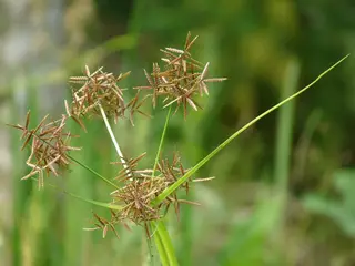 Nutgrass — photo 1