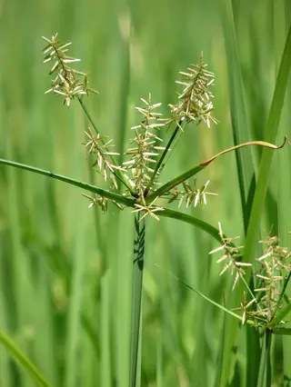 Nutgrass — photo 2