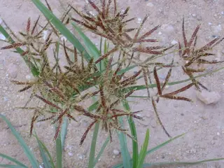 Nutgrass — photo 3