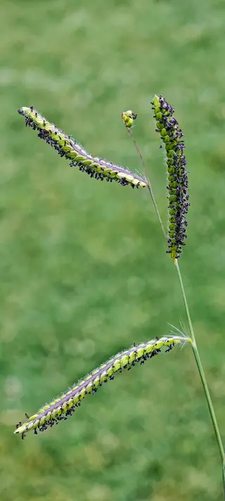 Paspalum Grass — photo 1