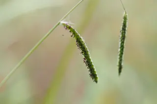 Paspalum Grass — photo 2