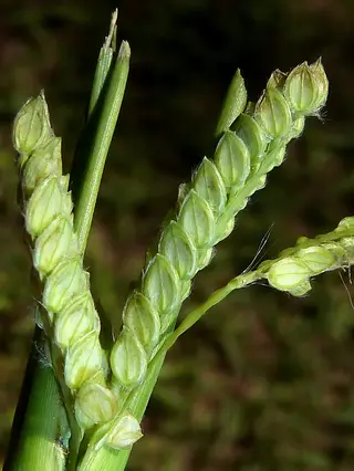 Paspalum Grass — photo 3