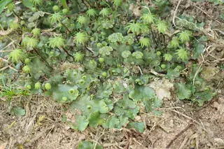 Common Liverwort — photo 1