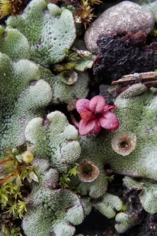 Common Liverwort — photo 2