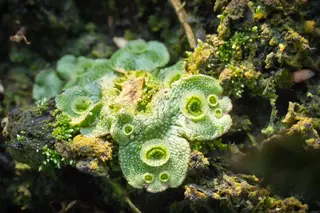 Common Liverwort — photo 3
